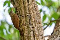 Red-billed Scythebill