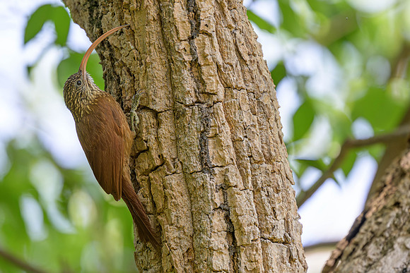 Red-billed Scythebill