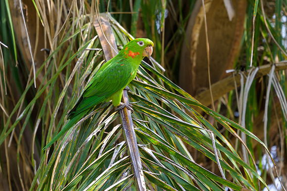 White-eyed Parakeet