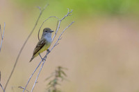 Short-crested Flycatcher