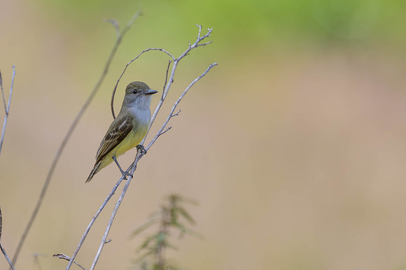 Short-crested Flycatcher