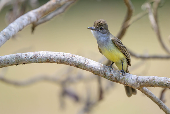 Short-crested Flycatcher