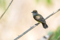Short-crested Flycatcher