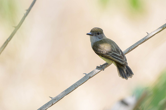 Short-crested Flycatcher