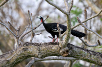 Red-throated Piping-Guan