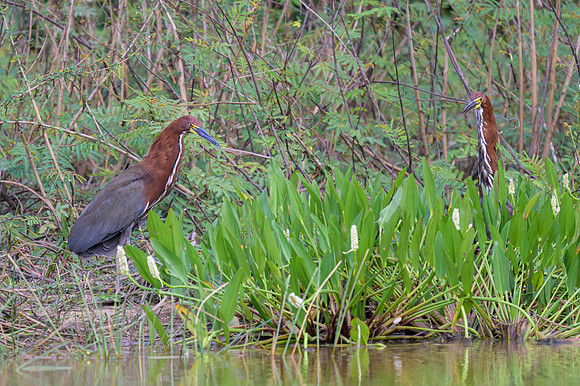 Ruficient Tiger-Heron
