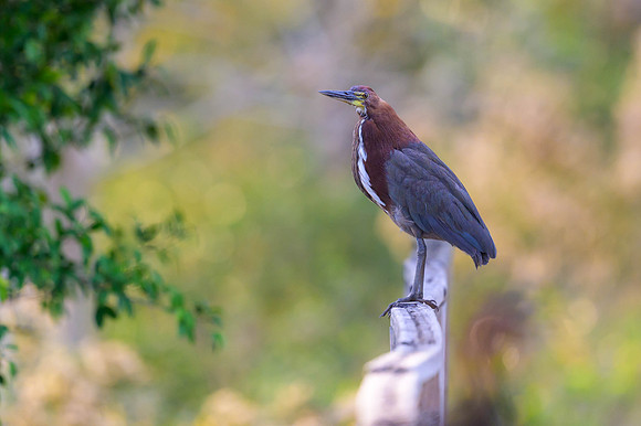 Ruficient Tiger-Heron