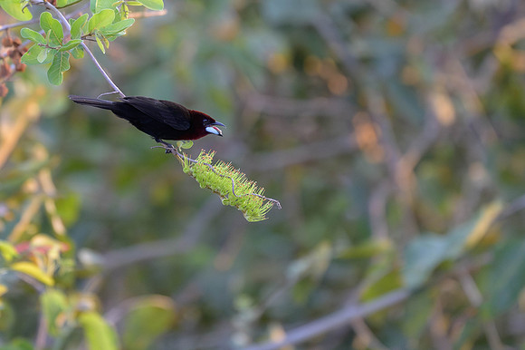 Silver-beaked Tanager