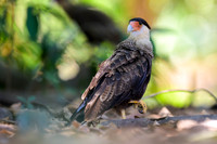 Crested Caracara