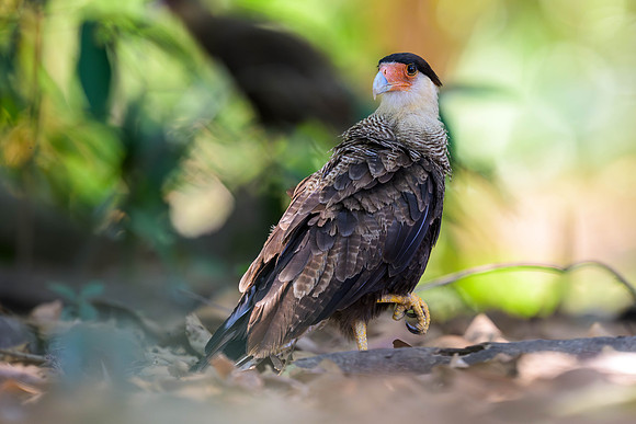 Crested Caracara