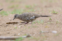 Scaled Dove