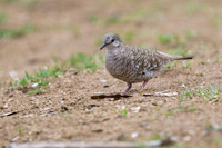 Scaled Dove