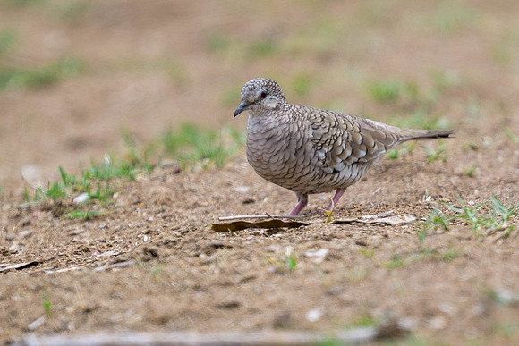 Scaled Dove