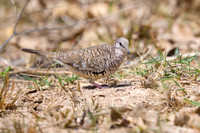 Scaled Dove