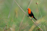 Scarlet-headed Blackbird