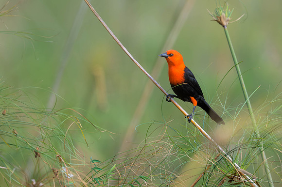 Scarlet-headed Blackbird