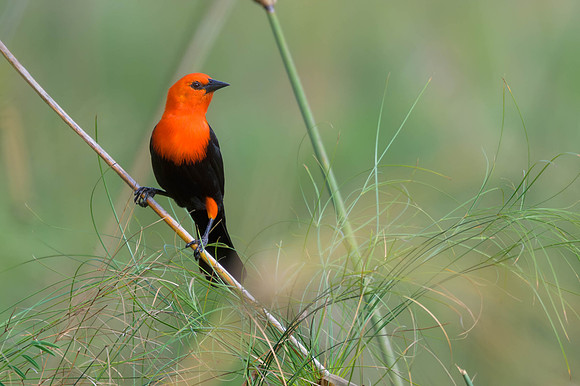 Scarlet-headed Blackbird