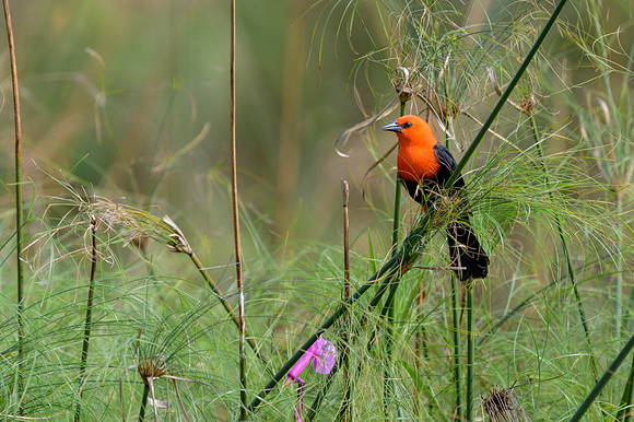 Scarlet-headed Blackbird