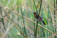 Scarlet-headed Blackbird