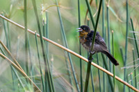 Scarlet-headed Blackbird