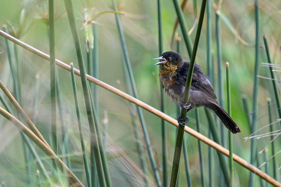 Scarlet-headed Blackbird