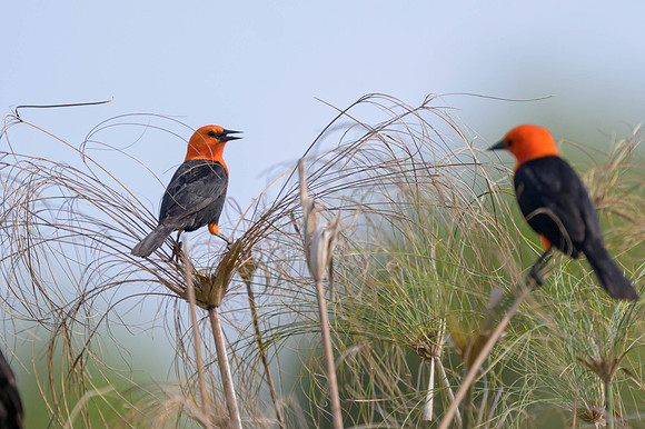 Scarlet-headed Blackbird