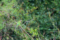 Peach-fronted Parakeet