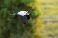 Wood Stork
