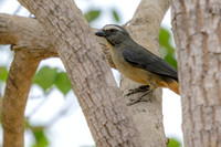 Bluish-grey Saltator