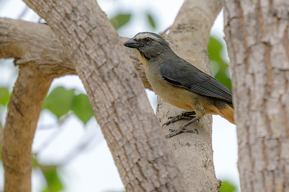 Bluish-grey Saltator