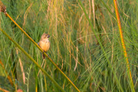 Rusty-collared Seedeater