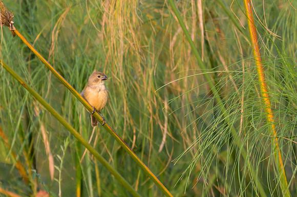 Rusty-collared Seedeater
