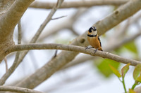 Rusty-collared Seedeater