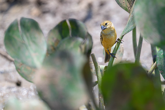 Rusty-collared Seedeater