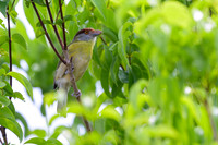 Rufous-browed Peppershrike