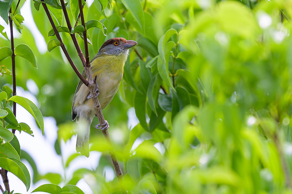 Rufous-browed Peppershrike