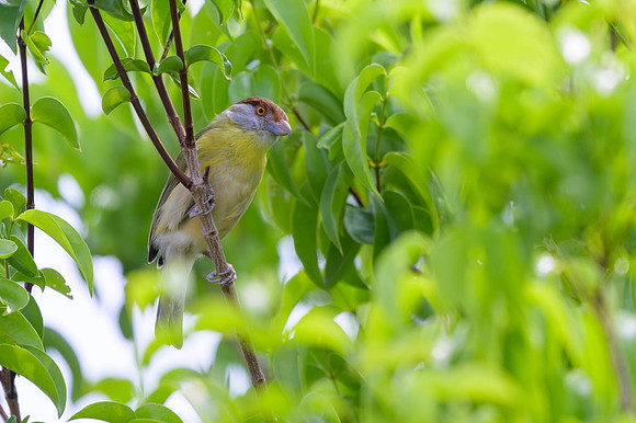 Rufous-browed Peppershrike