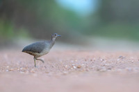 Undulated Tinamou