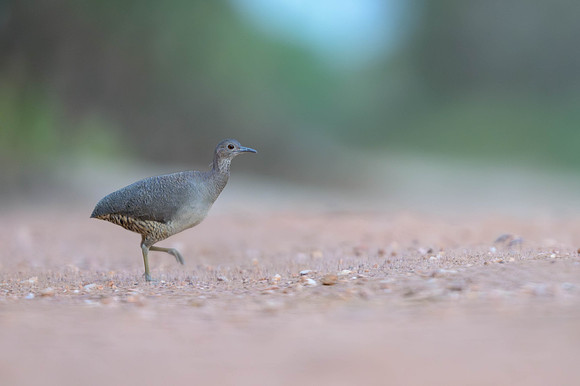 Undulated Tinamou