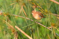 Rufous Hornero