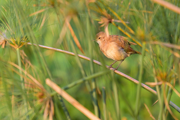 Rufous Hornero