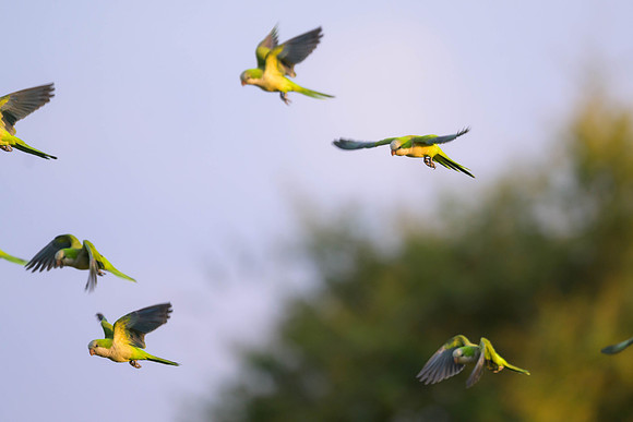 Monk Parakeet