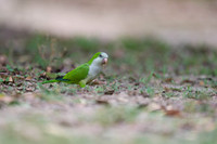 Monk Parakeet