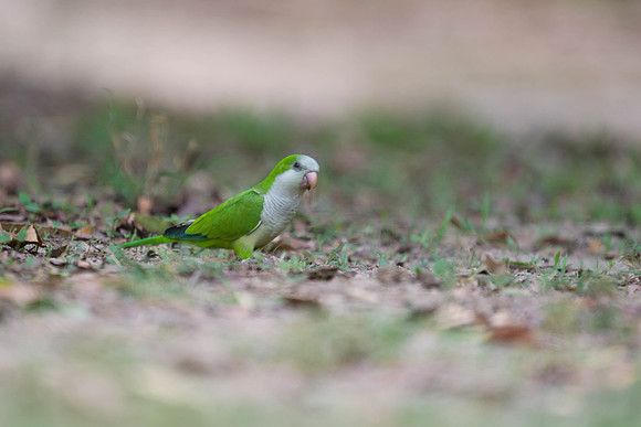 Monk Parakeet