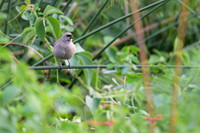 Greyish Baywing
