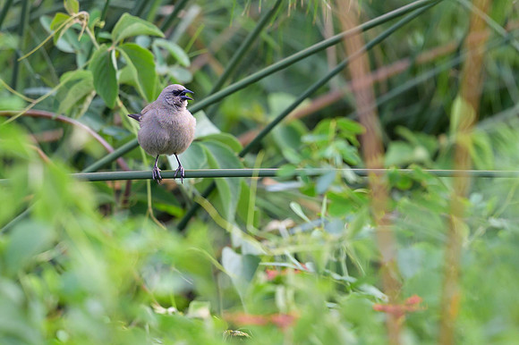Greyish Baywing