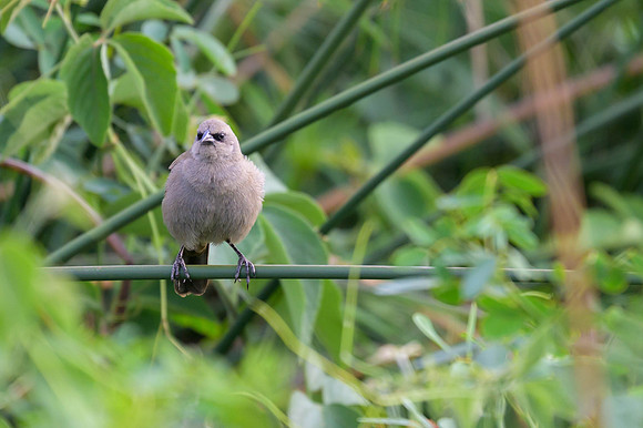 Greyish Baywing