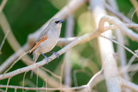 Greyish Baywing