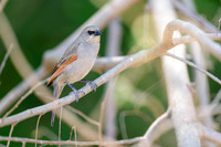 Greyish Baywing
