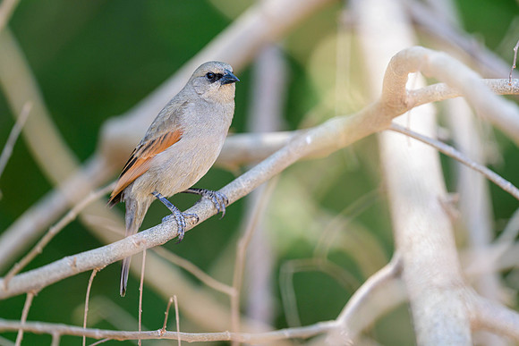 Greyish Baywing
